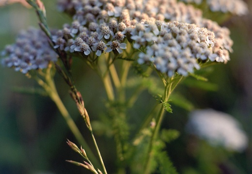 Common Yarrow in flower